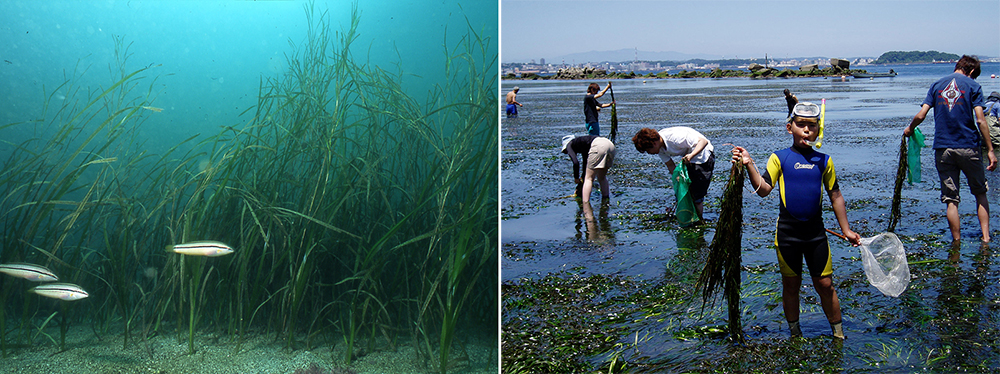 アマモ場の風景