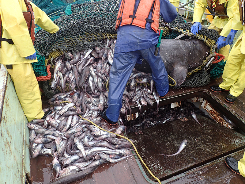 沖合底びき網調査で漁獲されたさまざまな深海魚