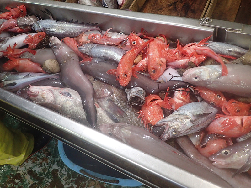 沖合底びき網調査で漁獲されたさまざまな深海魚