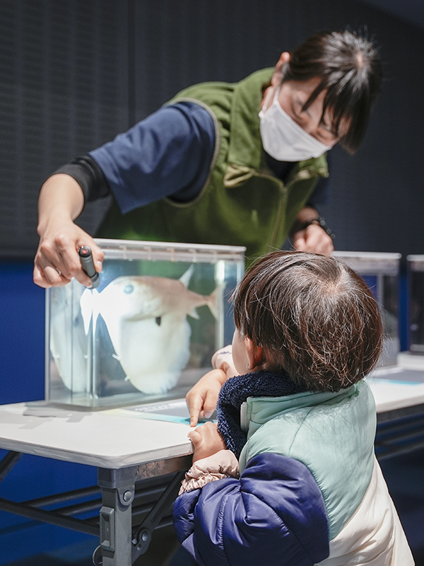 深海生物の標本をじっくり見てみよう