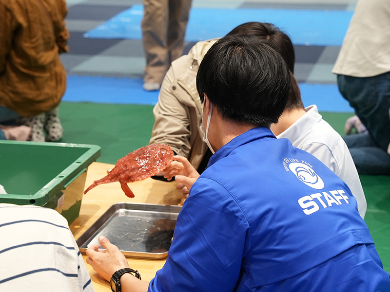 深海魚のアカグツをスタッフと一緒に観察しているところ