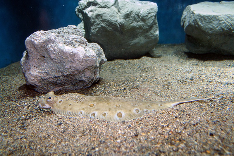 砂底にかくれる魚。砂のような色をしていて、よく探さないと見つけられない