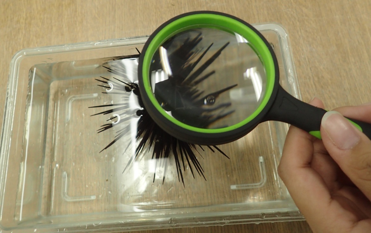 写真：ウニをルーペで観察しているところ