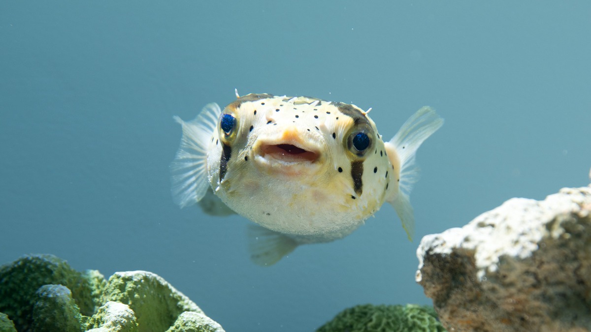 写真：魚（ハリセンボン）