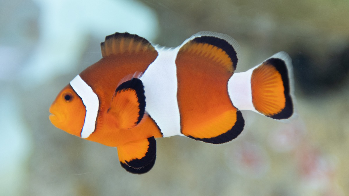 写真：魚（カクレクマノミ）