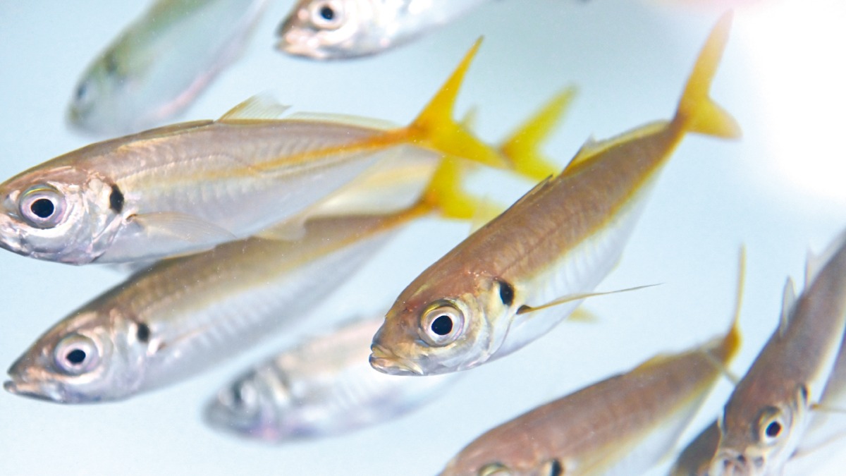 写真：魚（マアジ）