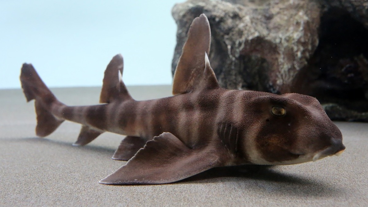 写真：サメの一種、ネコザメ