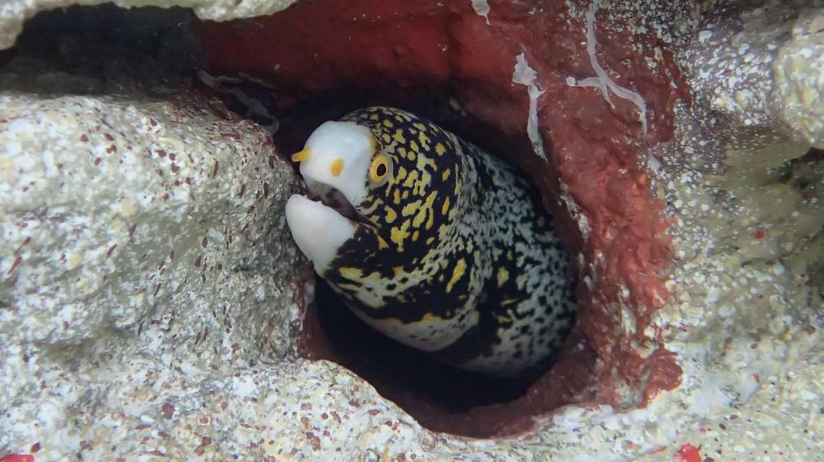 写真：魚（クモウツボ）