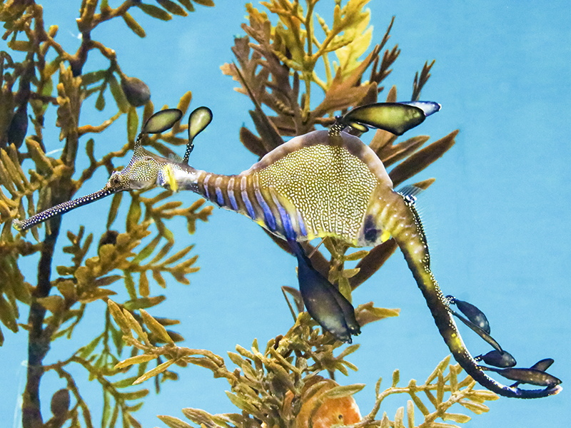 ウィーディシードラゴン