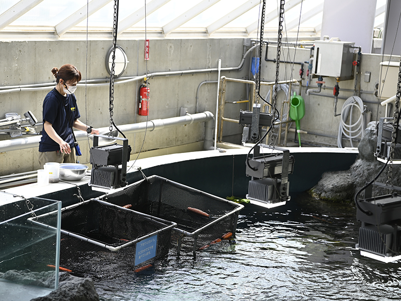 エサを食べるようすを観察してみよう