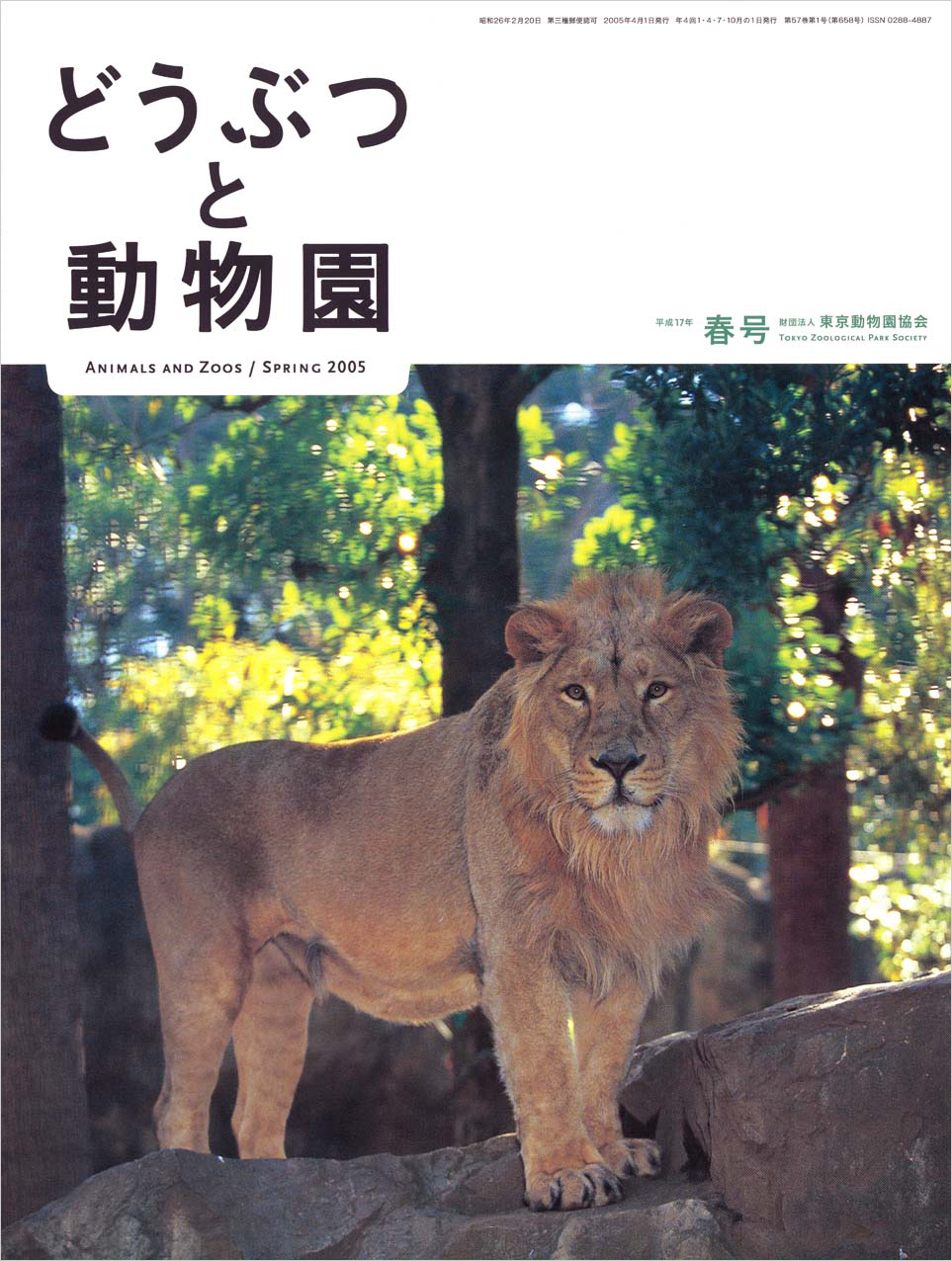 上野動物園のインドライオン