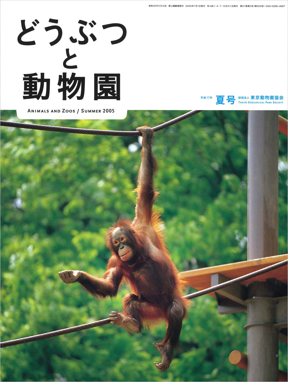 多摩動物公園のオランウータン