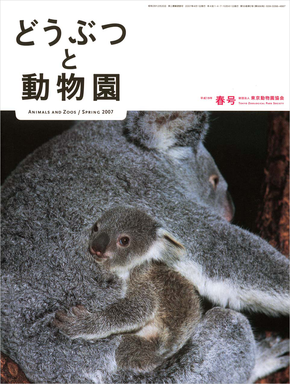 多摩のコアラ“ミリー”と娘の“モミジ”