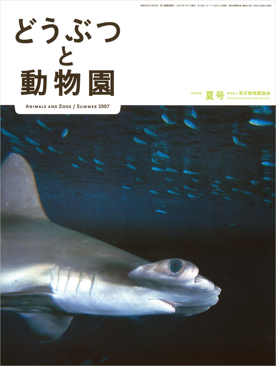 葛西臨海水族園のアカシュモクザメ　