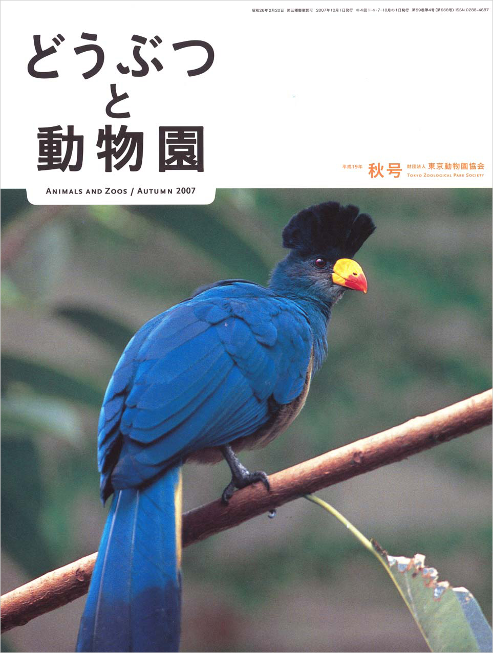 井の頭自然文化園のカンムリエボシドリ