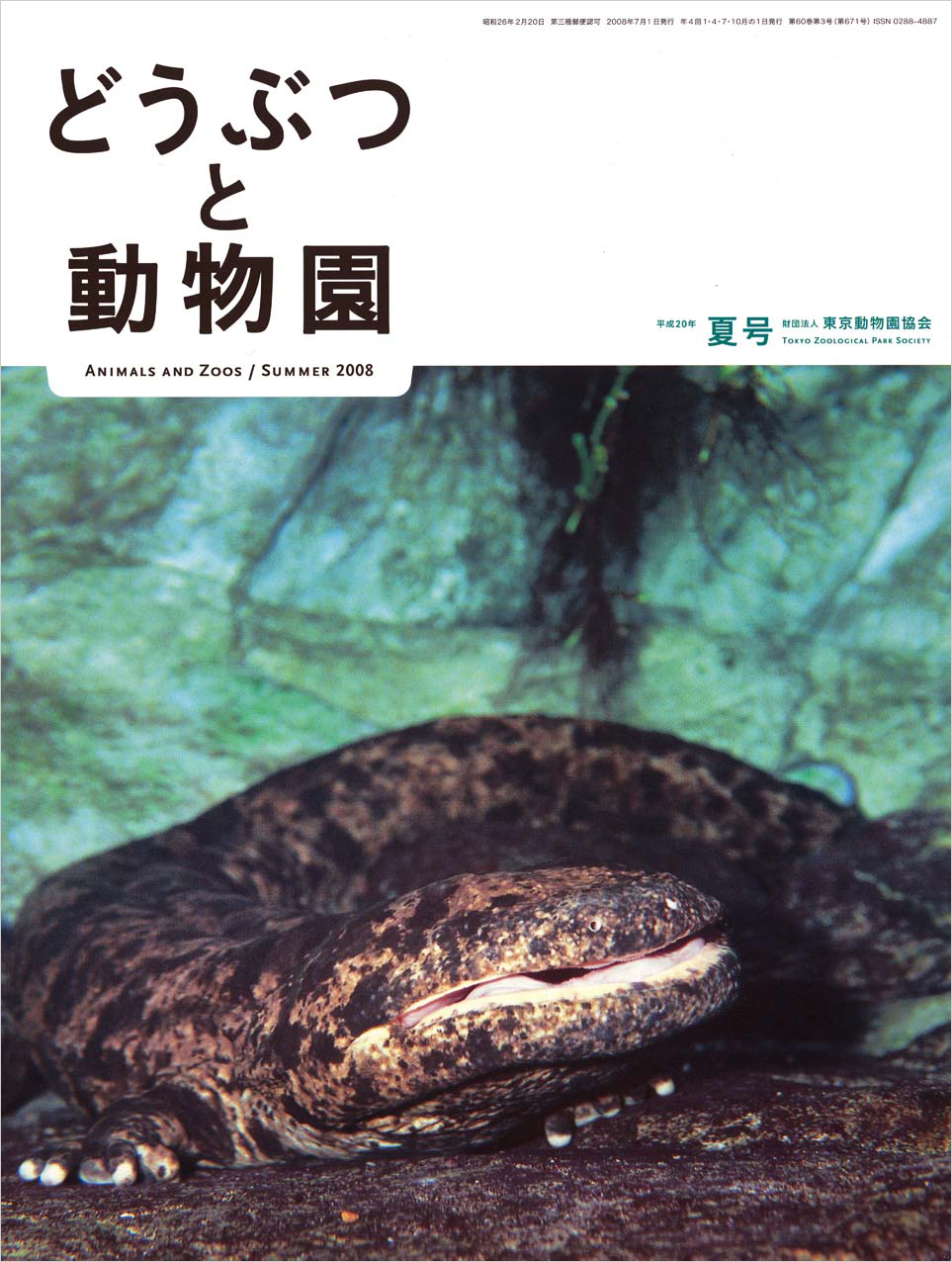 上野動物園のオオサンショウウオ