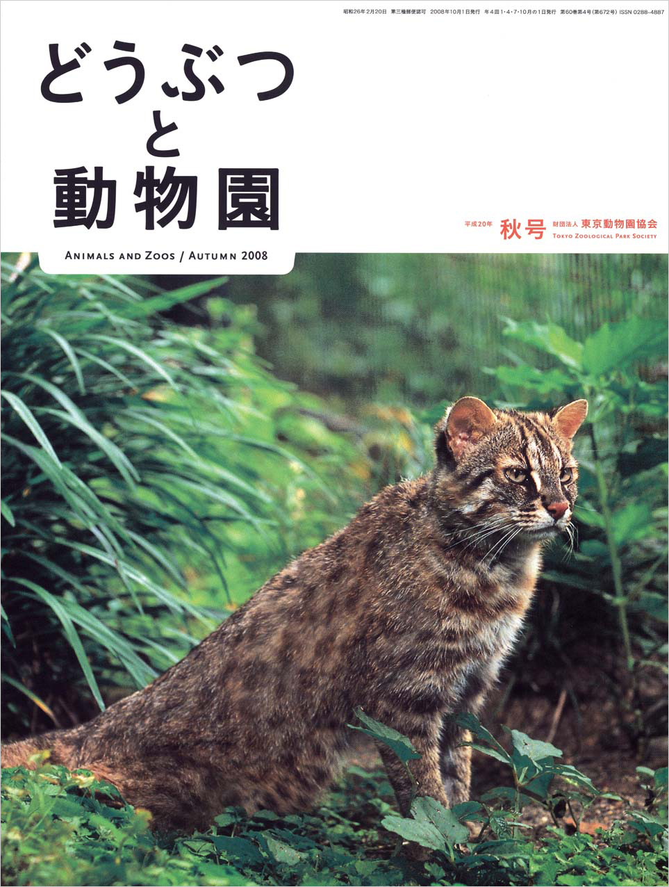 井の頭自然文化園のツシマヤマネコ