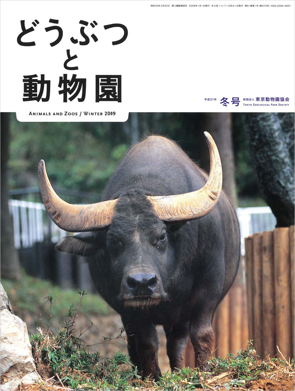 多摩動物公園のスイギュウ