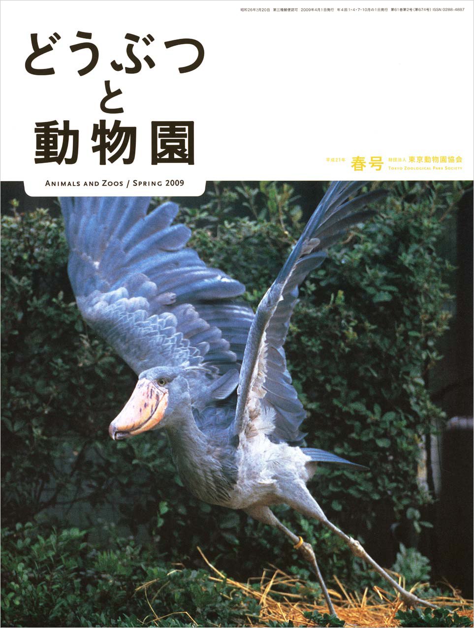 上野動物園のハシビロコウ