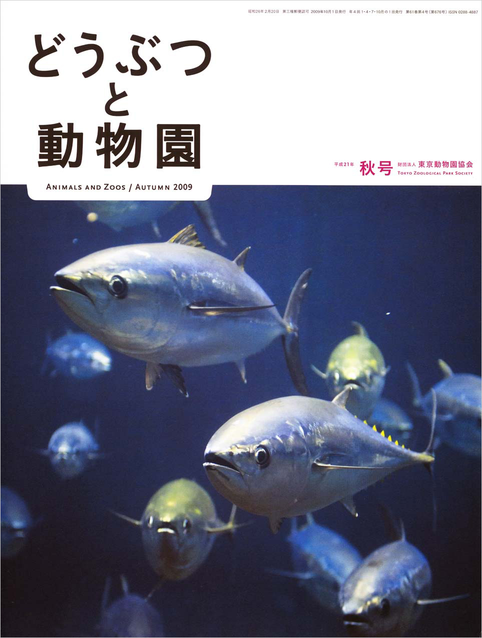 葛西臨海水族園のクロマグロ