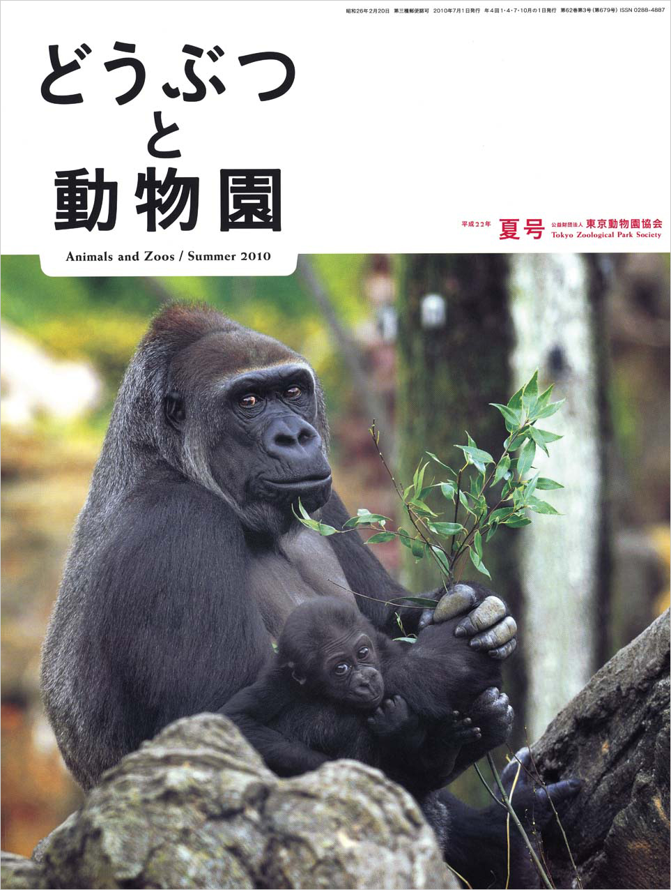 上野動物園のニシローランドゴリラ