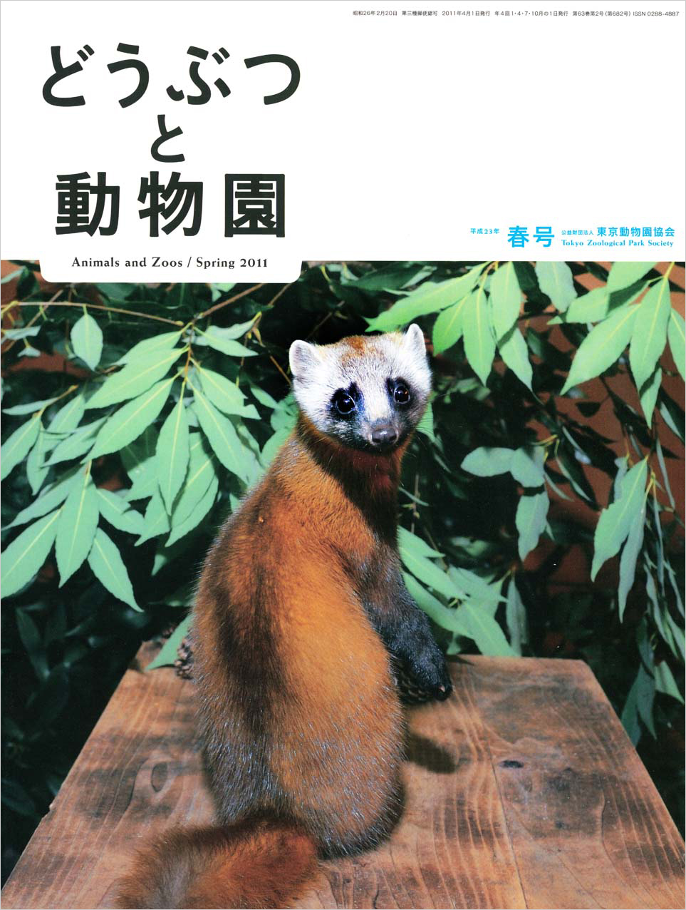 井の頭自然文化園のツシマテン