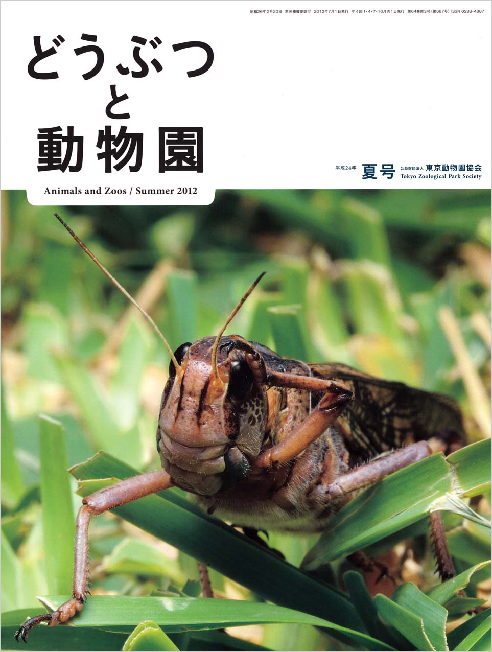 多摩動物公園のトノサマバッタ