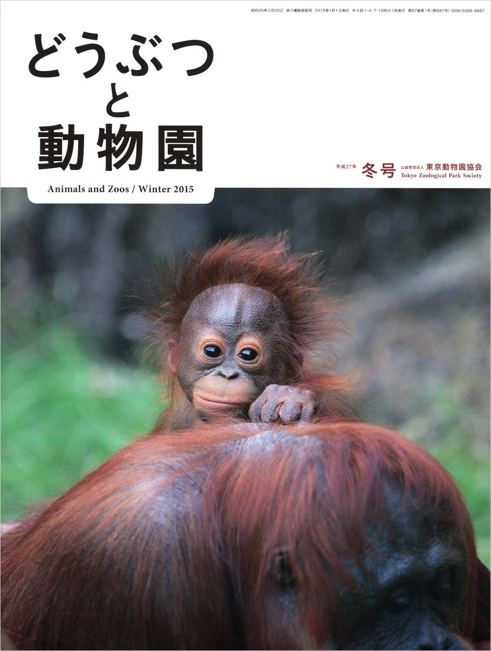 多摩動物公園のボルネオオランウータン　