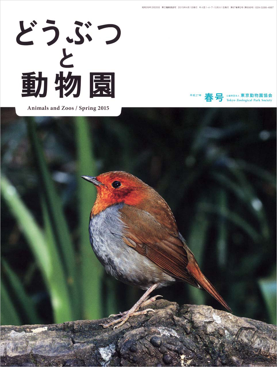 井の頭自然文化園のコマドリ