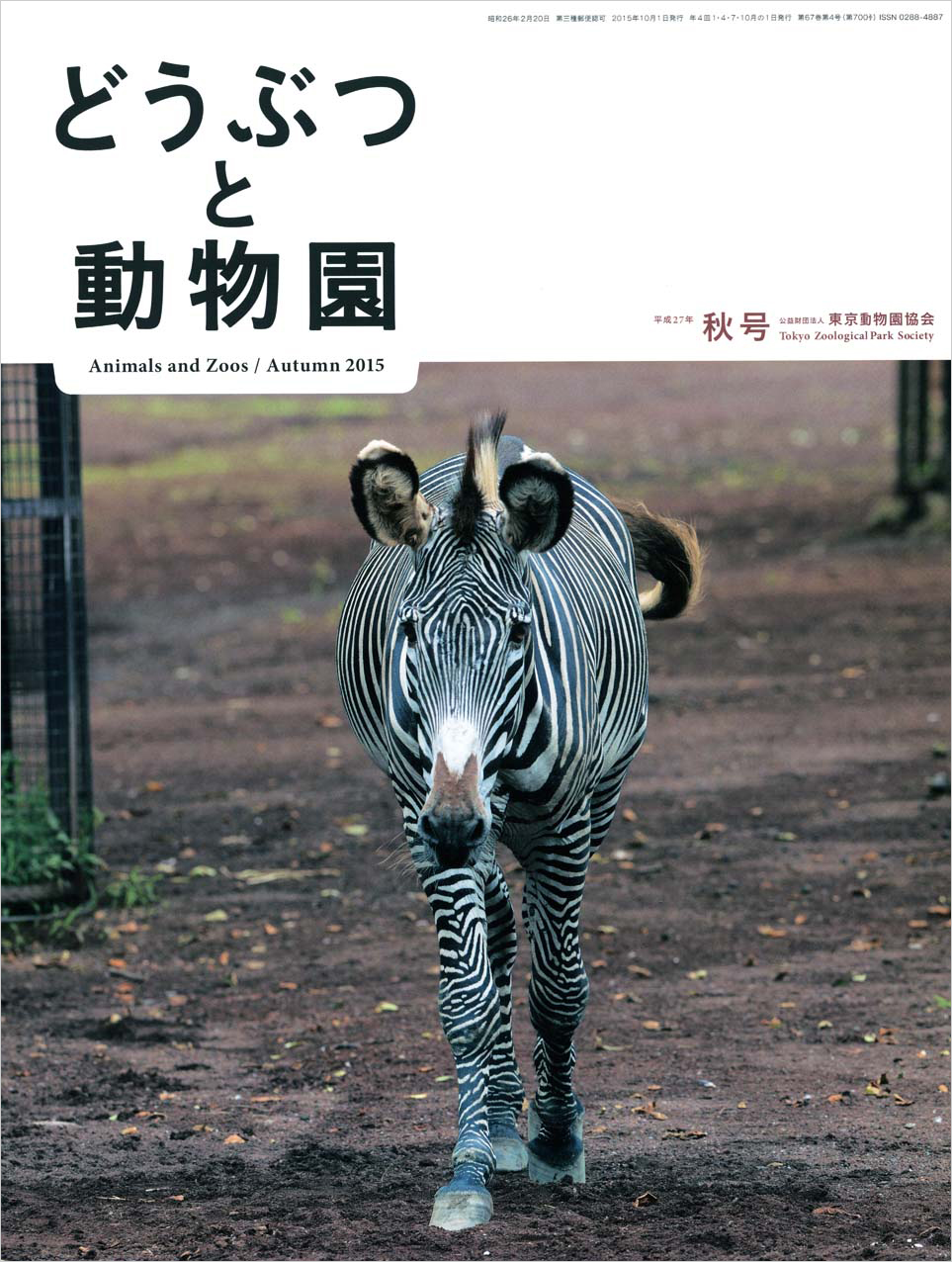 多摩動物公園のグレビーシマウマ