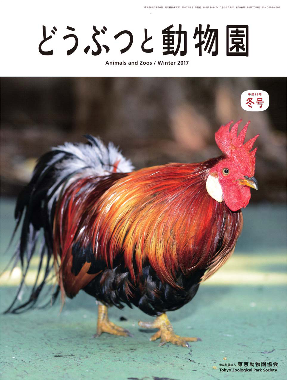 ニワトリ（オヒキ）