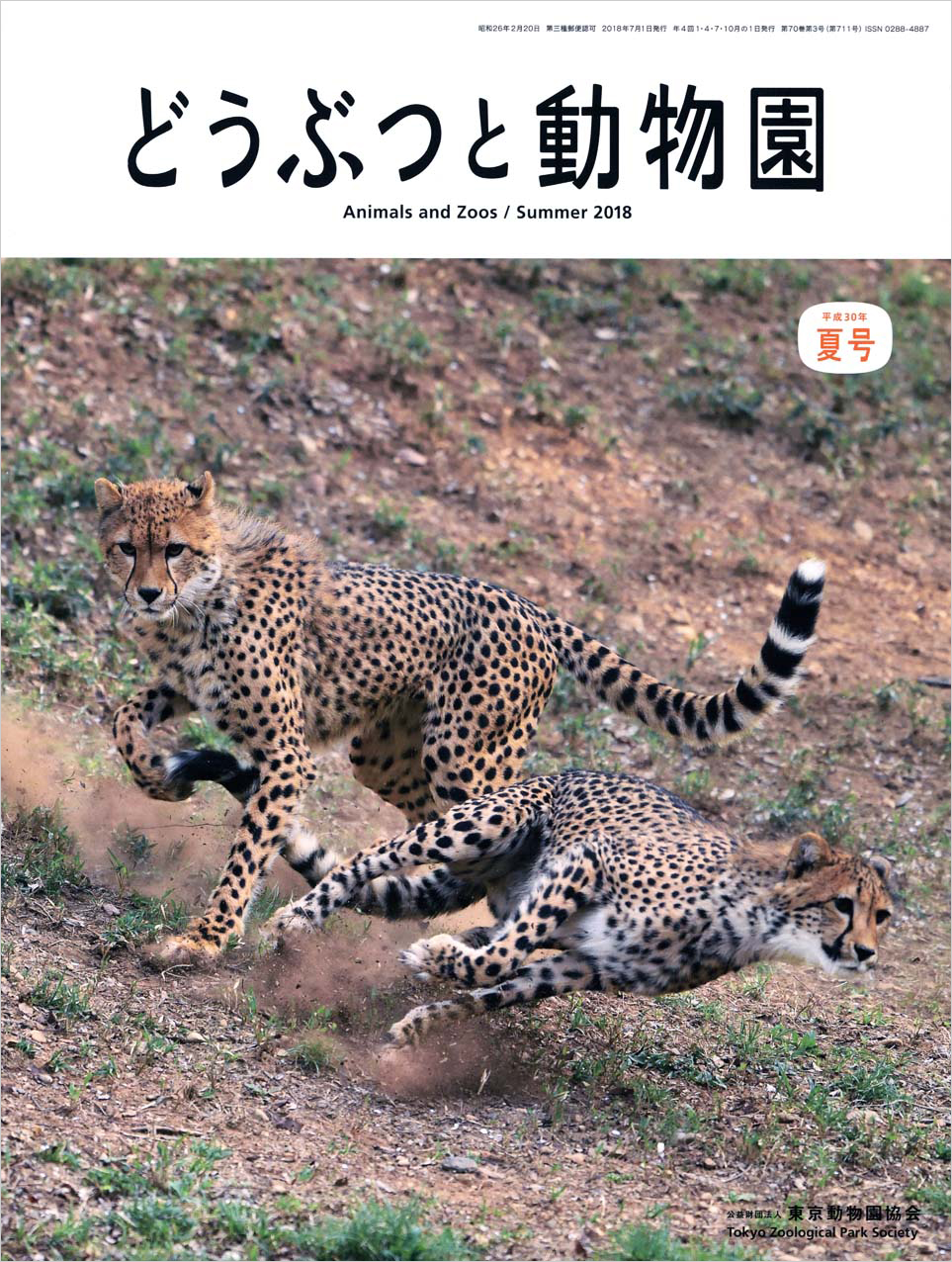 多摩動物公園のチーター