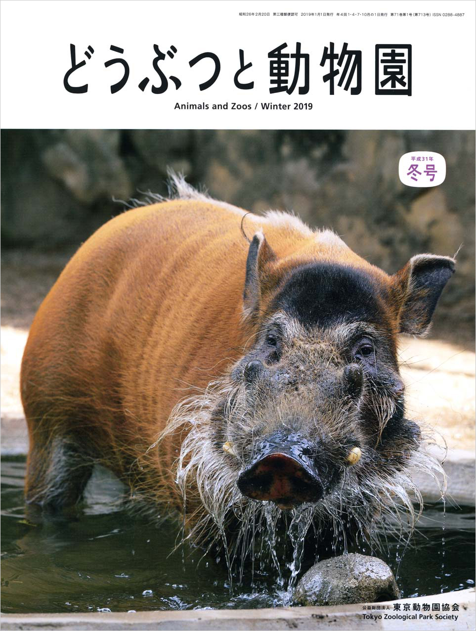 上野動物園のアカカワイノシシ