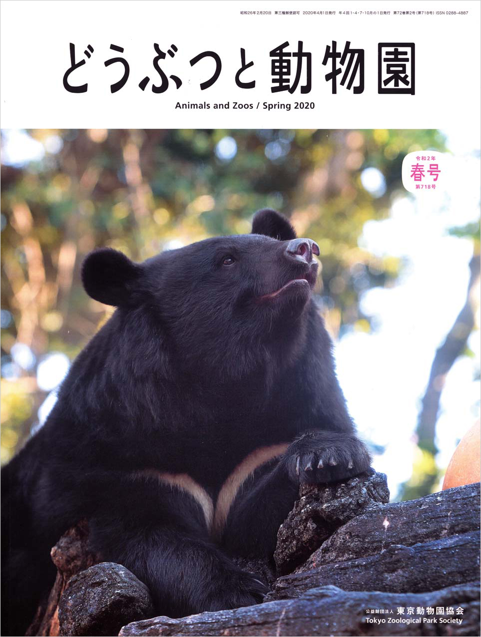 上野動物園のニホンツキノワグマ