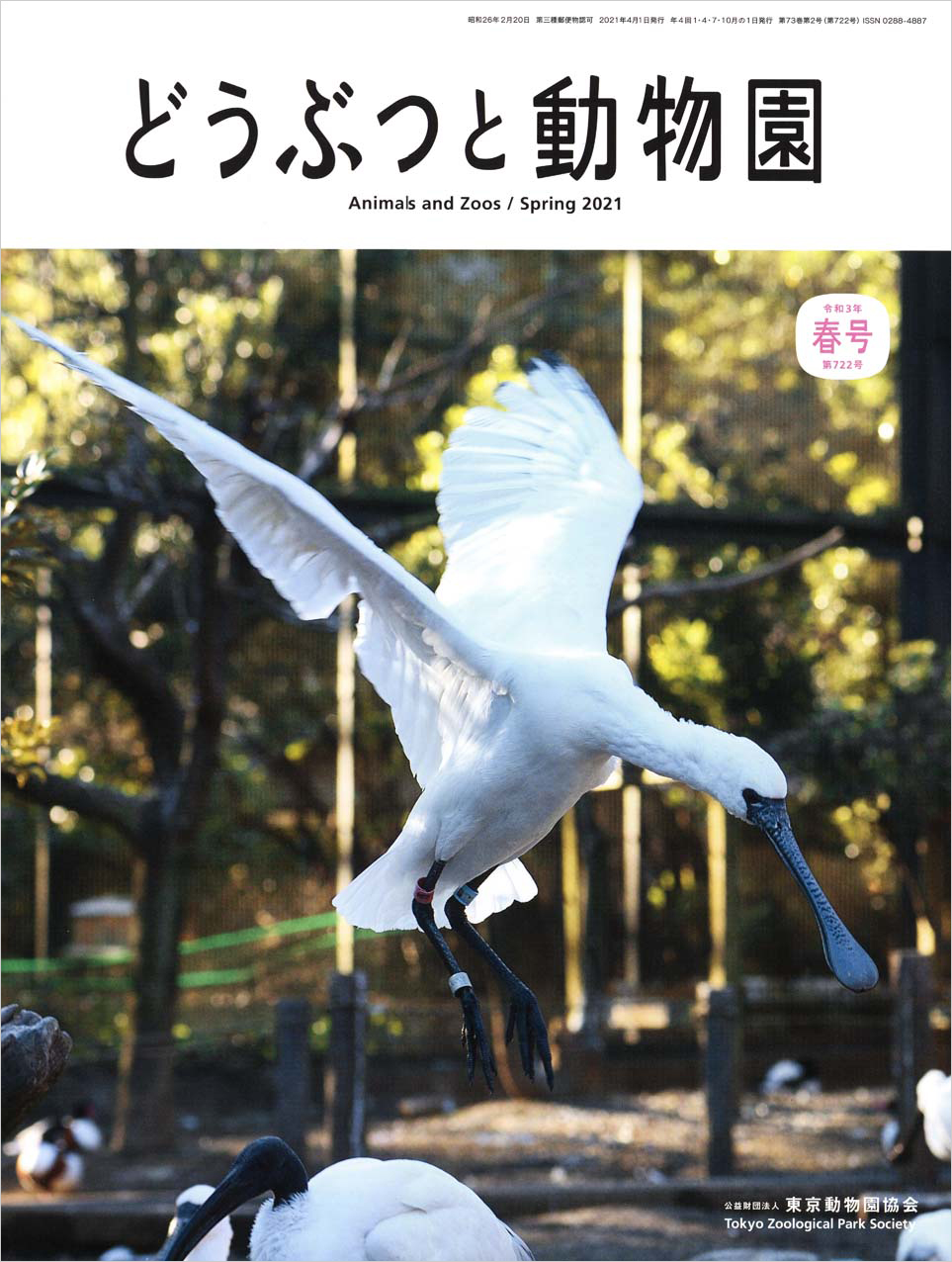 多摩動物公園のクロツラヘラサギ