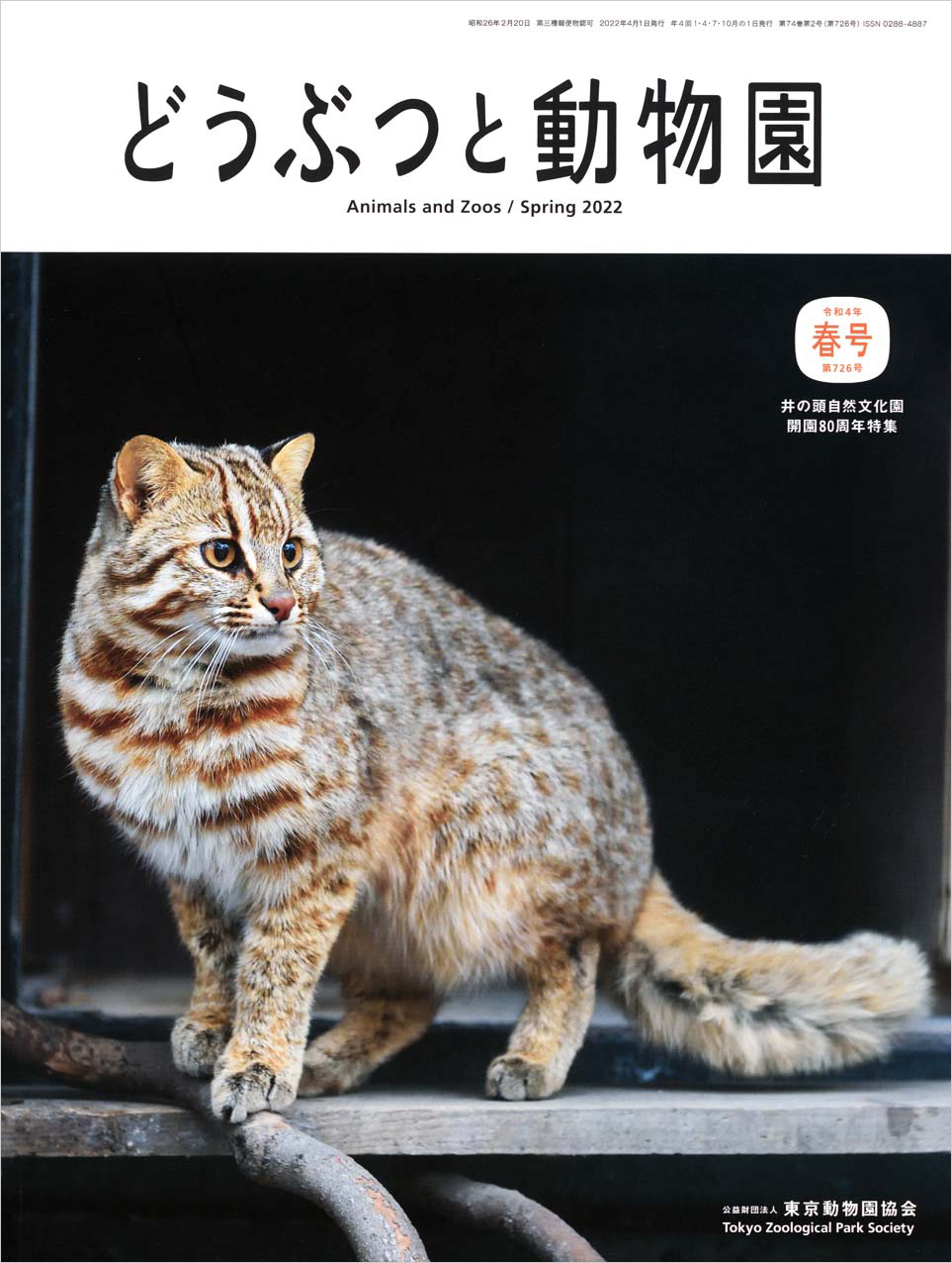 井の頭自然文化園のアムールヤマネコ「ミレ」