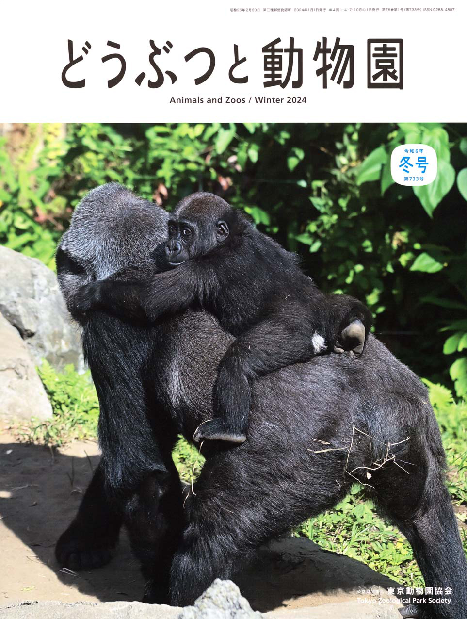 上野動物園のニシゴリラ