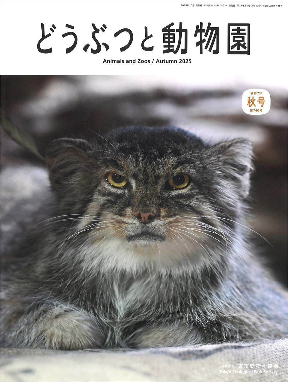 上野動物園のマヌルネコ