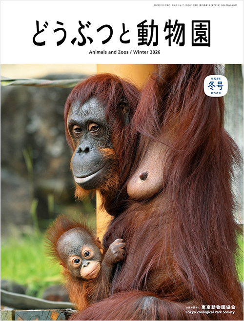 多摩動物公園のボルネオオランウータン