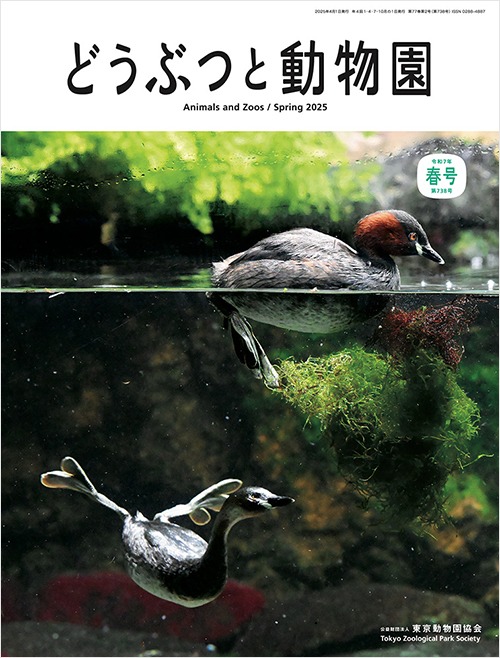 井の頭自然文化園のカイツブリ
