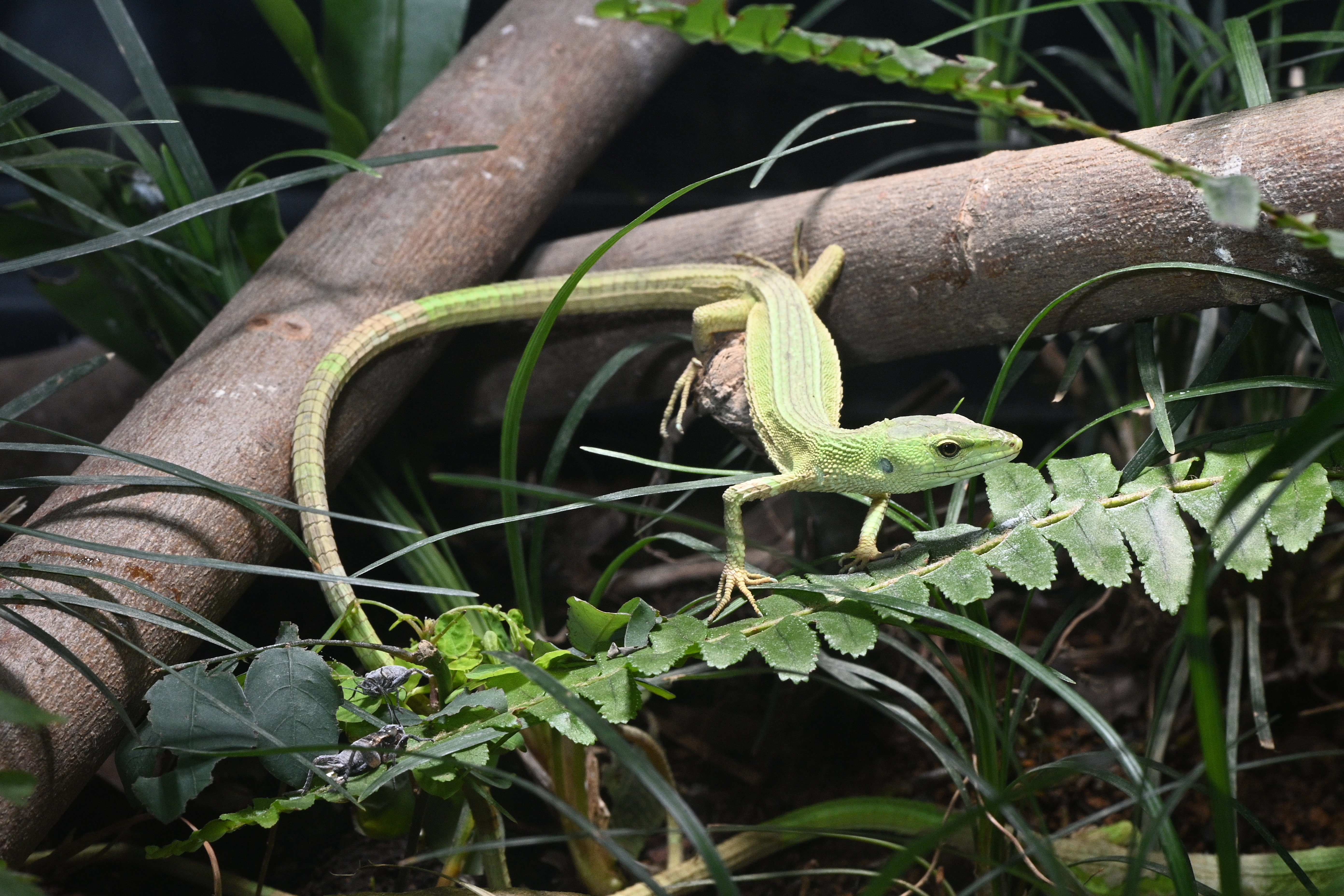 ミヤコカナヘビ