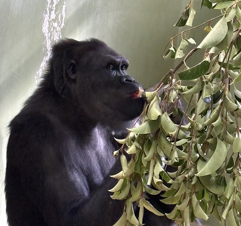 室内ですごすアニー