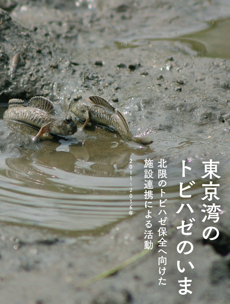 東京湾のトビハゼの今