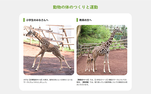 動物の体のつくりと運動 　４年理科