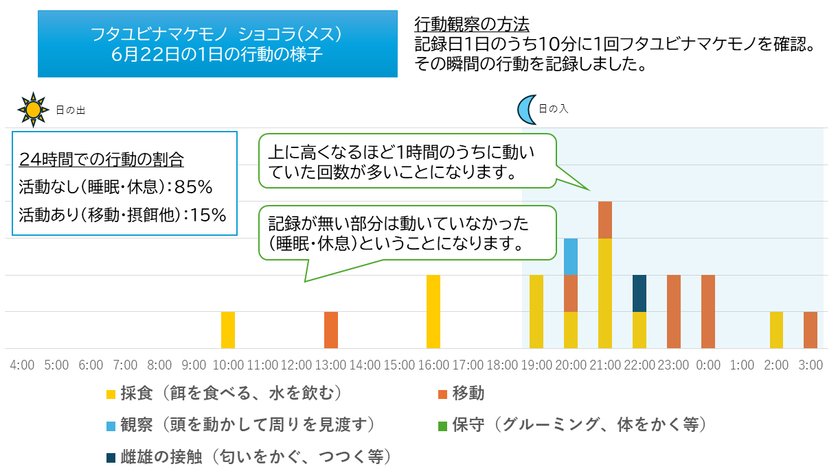 6月22日。フタユビナマケモノ「ショコラ」の24時間の行動記録