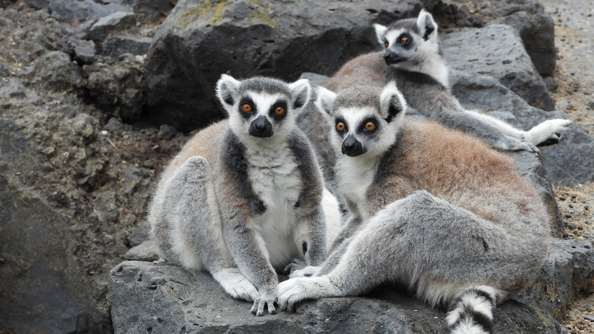 Lemur berekor cincin