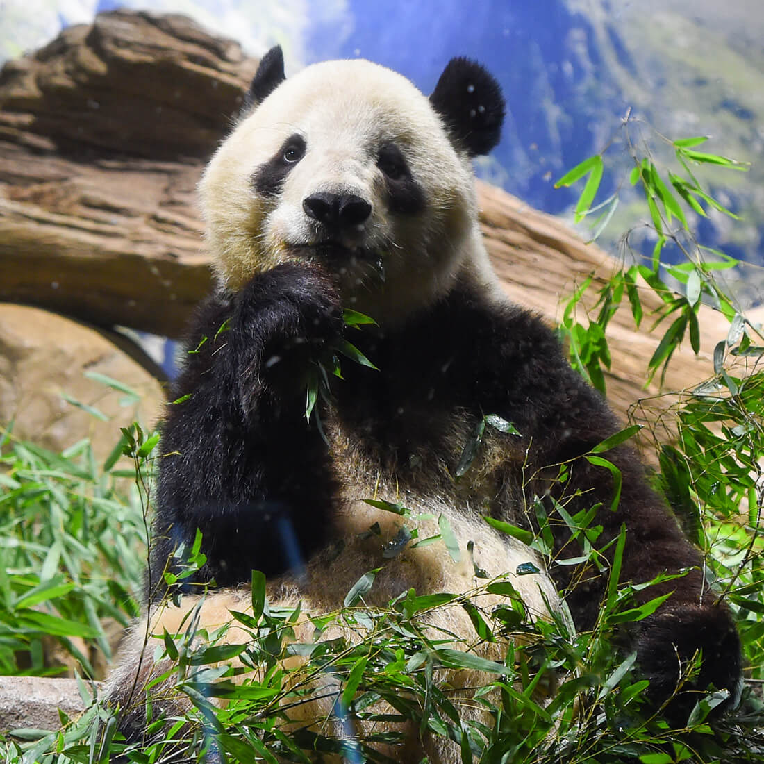 シャオシャオ-暁暁