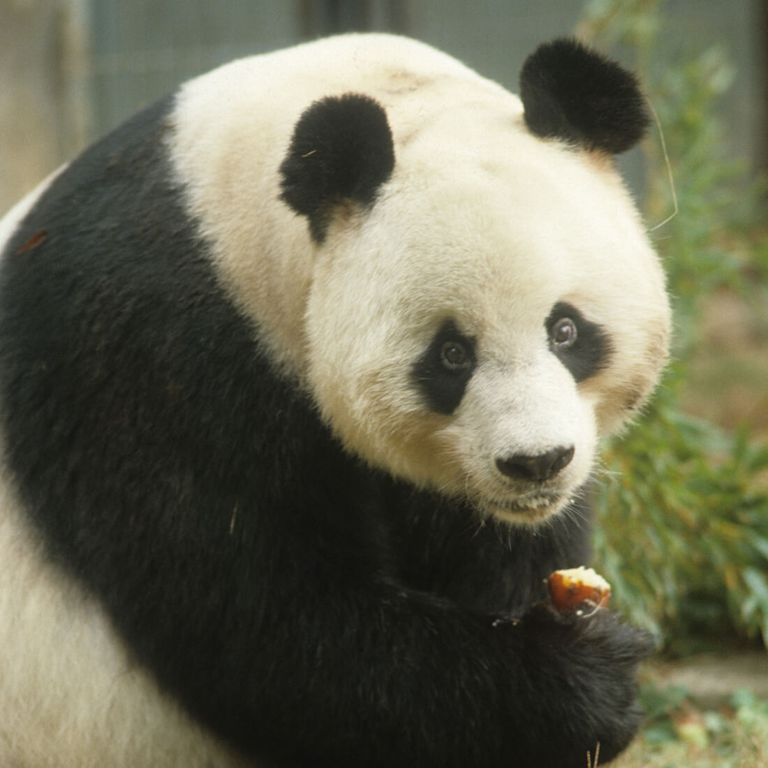 フェイフェイ-飛飛