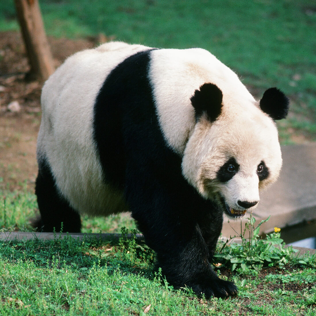 ホァンホァン-歓歓