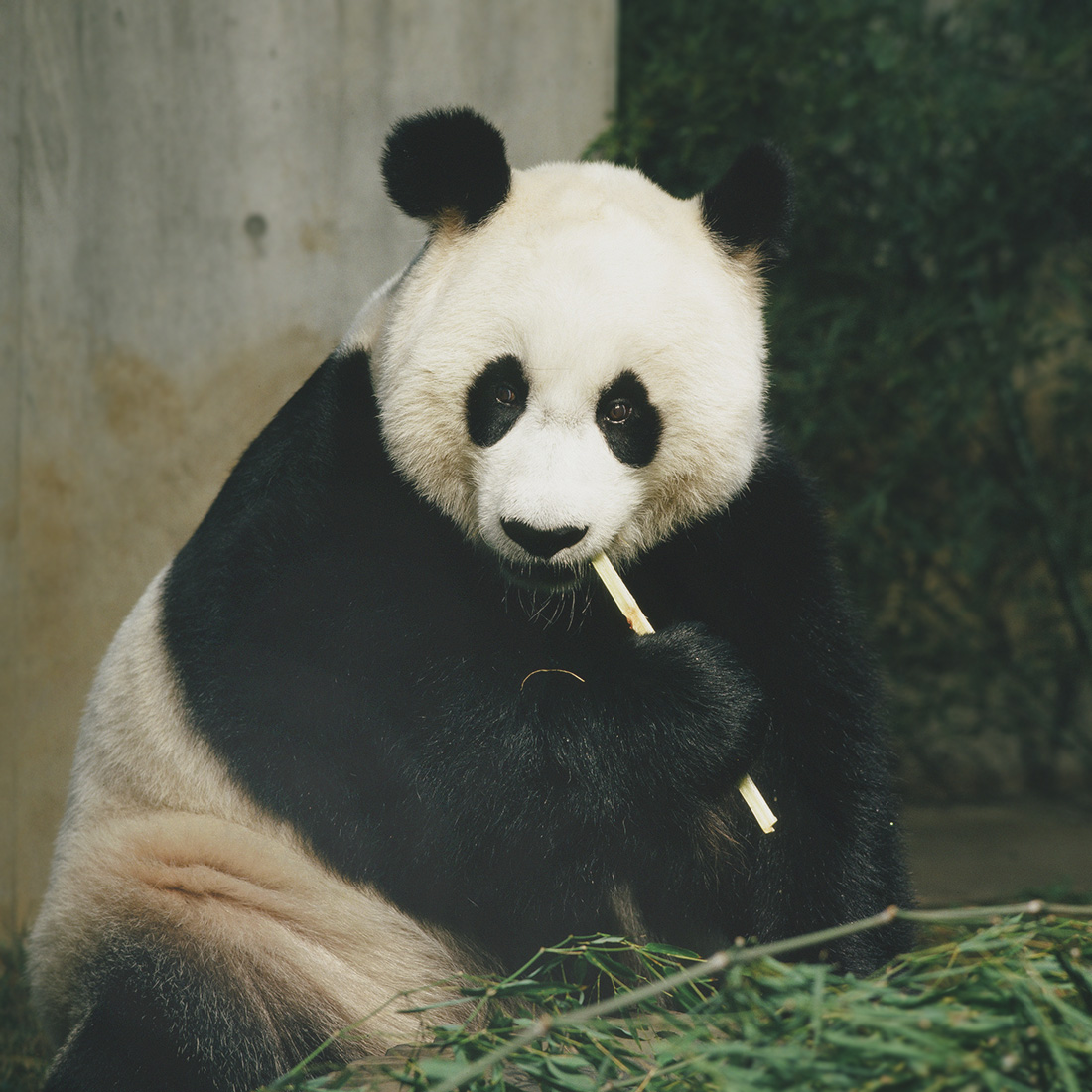 ホァンホァン-歓歓